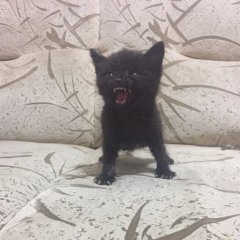 Злой кот