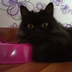 00 котэ