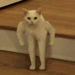 Кошка