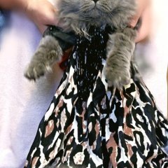 Кошка