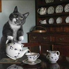 Кот чай