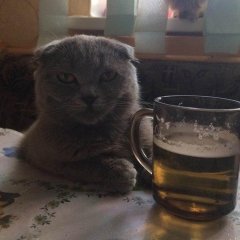 Кот с пивом