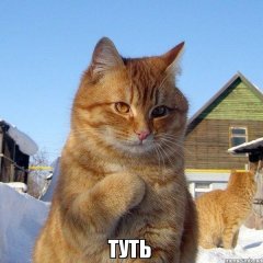 Кот-туть
