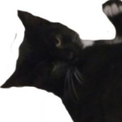 Кот