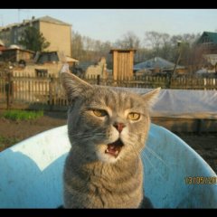 Кот