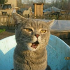 Кот
