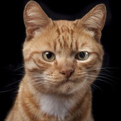 Котэ