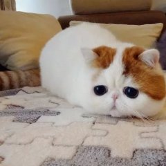 КОТЕНЬКА