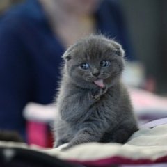 Котик