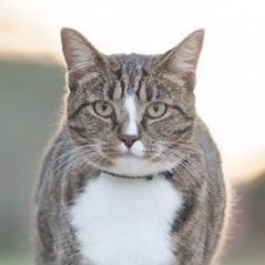 Котик