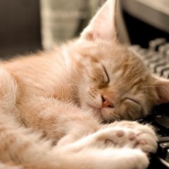 Котик