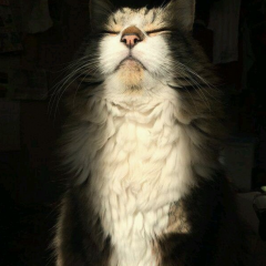 Котяра