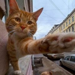Котык