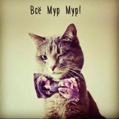 Педрасидетый кот