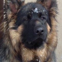 Пидарок