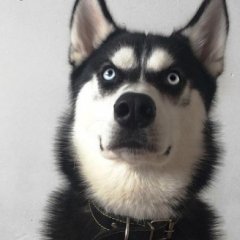 Пёс