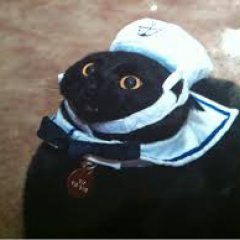 Саша д кот