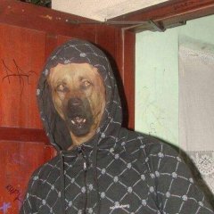 Собака в одежде