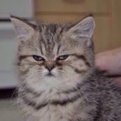 Суровый кот