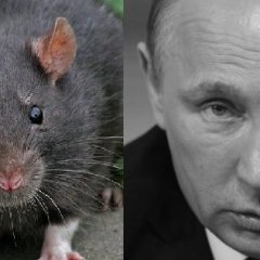 Вывы