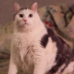 Жирный кот