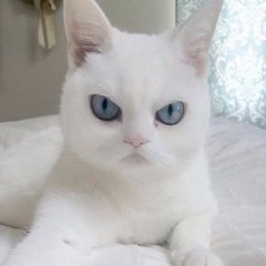 Злой кот