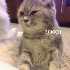 Злюся