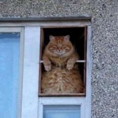 2017-11-29 Когда котэ на высоте на всех он смотрит гордо