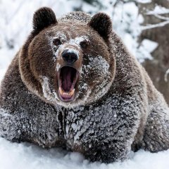 Bear cocaine