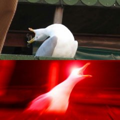 Чайка орёт