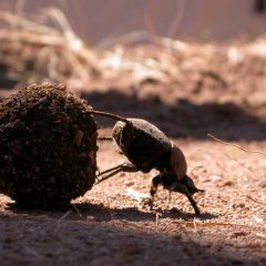 Dung beetle