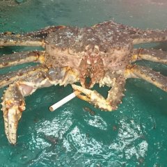 Haha crab