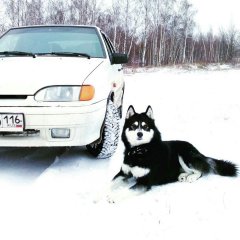 Хаски и тачка