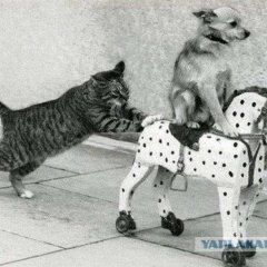 Катись к