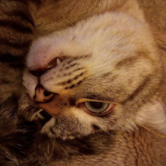 Кот- тлен