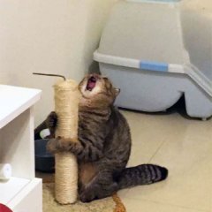 Кот дерёт когтеточку