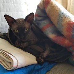 Кот Кот