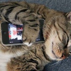 Кот со смартфоном