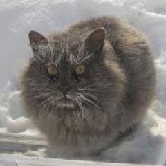 Кот замерз