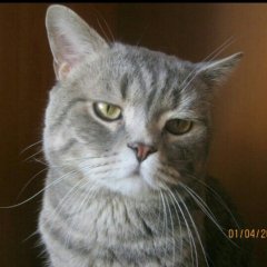Кот