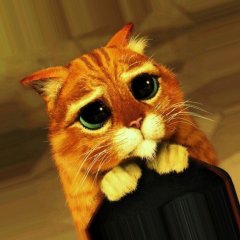 Кот