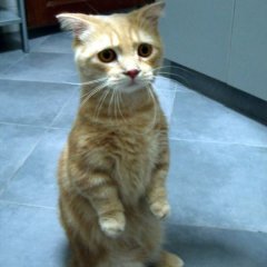 Кот