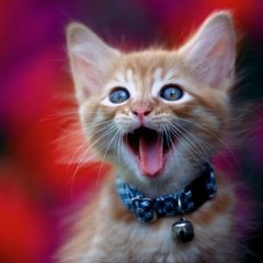 Котэ