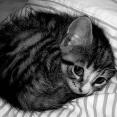 Котейка
