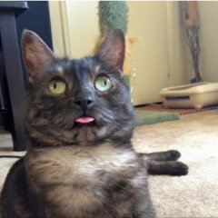 Котик