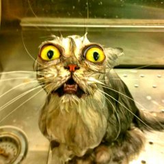 Котик