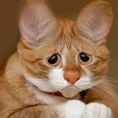 КОТИК