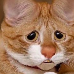 КОТИК