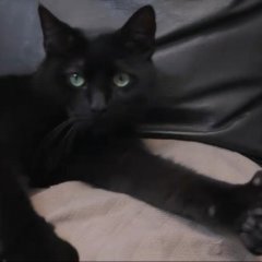 Котолайк