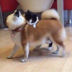 Кусь